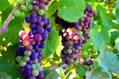 VS GLOBAL IMPORTED BONSAI RAINBOW GRAPES ( 50 PER PACKET) Seed(50 per packet)