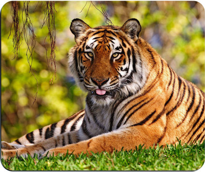 

PUSHP (INDIA) Mouse Pad-130 Mousepad(Multicolor)