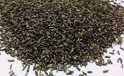 

OrchidWala BIRD FOOD BLACK SEED - NYJER SEED - NIGER - THISTLE HERB SEEDS - HIGH NUTRIENT for FINCHES, BUDGIES AND SMALL BIRDS 500 g Dry Bird Food