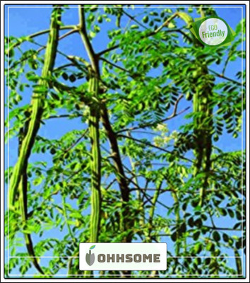 OhhSome Vegetable Seeds : Guggala, Mochaka, Mochaka Mara - Drumstick Tree Seeds - Seeds Seed(10 per packet)
