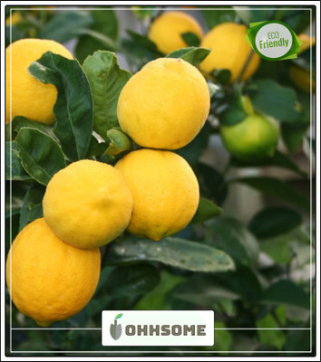 OhhSome Plants For Outfoor Lemon Seeds Galgal Nimbu Fruit Seeds Dwarf Fruit Seeds Pack Seed(5 per packet)