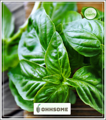 OhhSome Great Basil Or Saint-Joseph'S-Wortsupreme Type Seeds Seed(20 per packet)