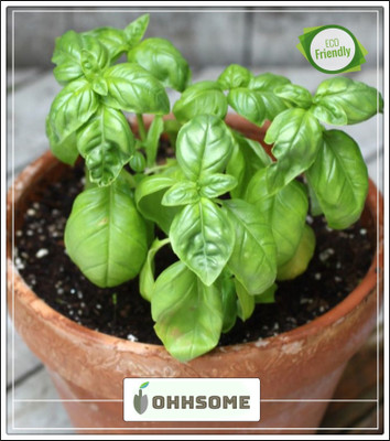 OhhSome Sweet Basil High Quality Seeds Seed(20 per packet)