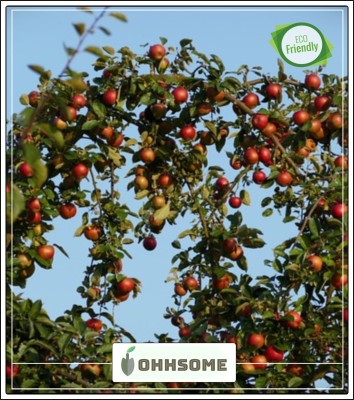 OhhSome Fruit Seeds : Dwarf Miniature Fuji Apple Tree Fruit Seeds Non Hybrid Fruit Seeds Pack Seed(10 per packet)