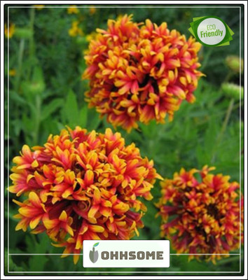 OhhSome Flower Seeds Gaillardia Dwarf Dbl Mixed Flower Seeds For Commercial Purpose- Seeds Seed(20 per packet)