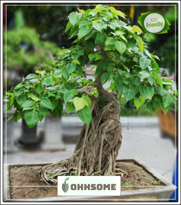 OhhSome Tree For Front Garden Ficus Tree Bodhi Sacred Fig Ficus Religiosa Tree Seeds For Outdoor Bonsai Suitable Tree Seeds Pack Seed(10 per packet)