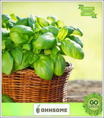 OhhSome Great Basil Or Saint-Joseph'S-Wortsummer Season Seeds Seed(20 per packet)