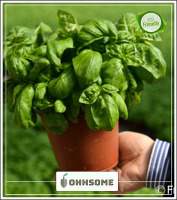 OhhSome Sweet Basil Fresh Seeds Seed(20 per packet)