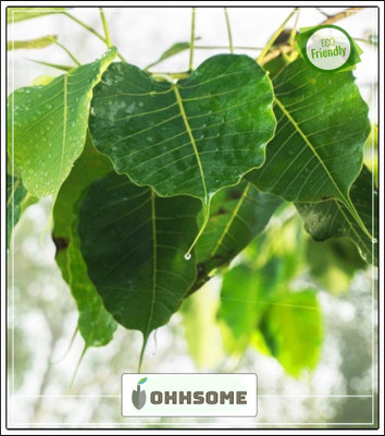 OhhSome Sacred Fig Ficus Religiosa - Arayal Seed s Tree Seeds For Garden Pack Seed(10 per packet)