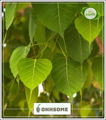 OhhSome Sacred Tree Seeds Peepul Tree - Ficus Tree Seeds For Garden Tree Seeds For Garden Pack Seed(10 per packet)