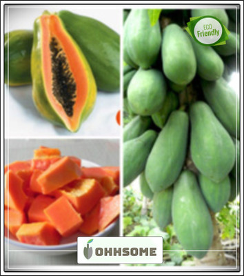 OhhSome Papaya Dwarf Quality Seed Fruit Seeds For Terrace Garden Fruit Seeds Garden Pack Seed(10 per packet)
