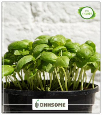 OhhSome Great Basil Or Saint-Joseph'S-Wortfor Culinary Use Seed(20 per packet)