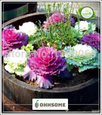 OhhSome Ornamental Kale Mixima Mixed Flower Seed For Home With Instruction Guide Garden Plant Seeds Seed(20 per packet)