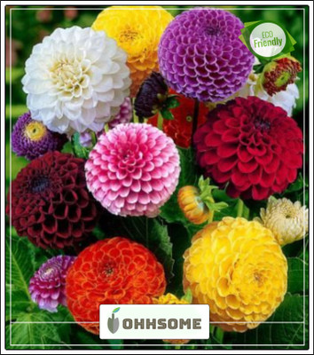 OhhSome Dahlia Bambino Dwarf Flower Seeds - Kitchen Garden Pack Seed(20 per packet)