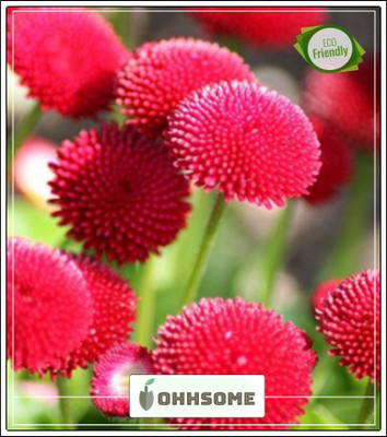 OhhSome Daisy-Monstrosa Double Mix Organic Seed(20 per packet)