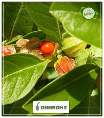 OhhSome Plant Seeds Ashwagandha Rennet High quality seed For Kitchen Garden Seeds Kitchen Garden Seeds Pack Seed(20 per packet)