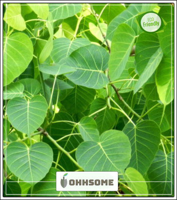 OhhSome Tree For Roadside Ficus Religiosa A Sacred Fig Fast Growing Trees Tree Seeds For Garden Pack Seed(10 per packet)