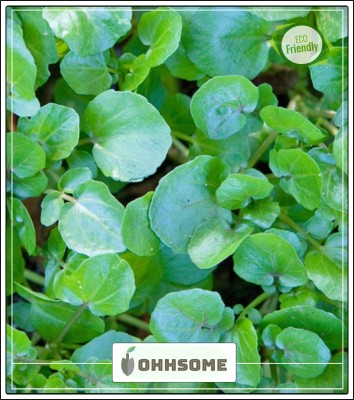 OhhSome Herbal Plant Seeds - Hydroponic Compatible Seeds Watercress Kitchen Garden Pack Seed(20 per packet)