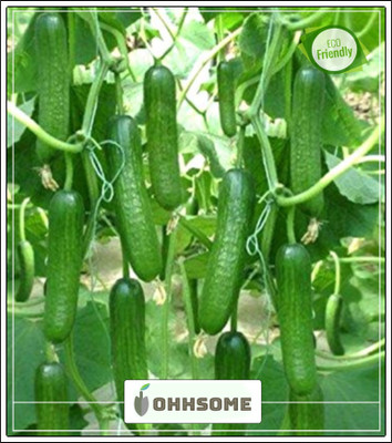 OhhSome Cucumber F1 Hybrid Seeds - Kitchen Garden Pack Seed(20 per packet)