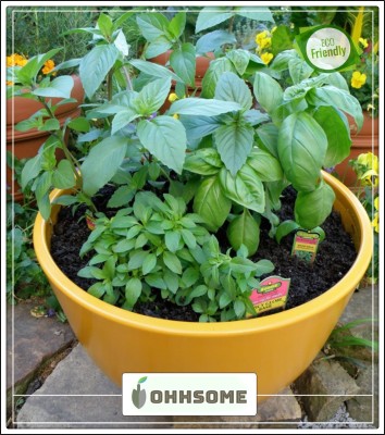 OhhSome Plant Seeds Indoor Herb Basil Leaf Italian Broad - Seeds Plant Seeds A For Home Garden Herbs Seeds Kitchen Garden Seeds Pack Seed(20 per packet)