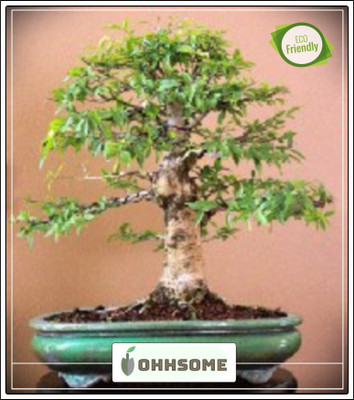 OhhSome Bonsai Suitable Seeds Evergreen Leaflets Kamini Kusum Imported Bonsai Suitable Seeds Seed(10 per packet)