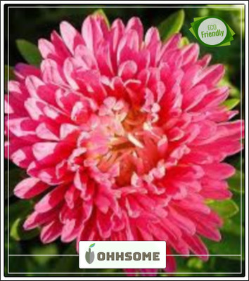 OhhSome Flower Seeds Aster Pomponent Formula Mix Flower Seeds- Seeds Seed(20 per packet)