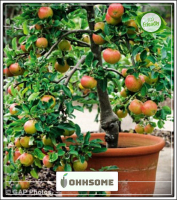OhhSome Fruit Seeds : Red Apples Seeds Seeds For Terrace Garden Fruit Seeds Pack Seed(10 per packet)