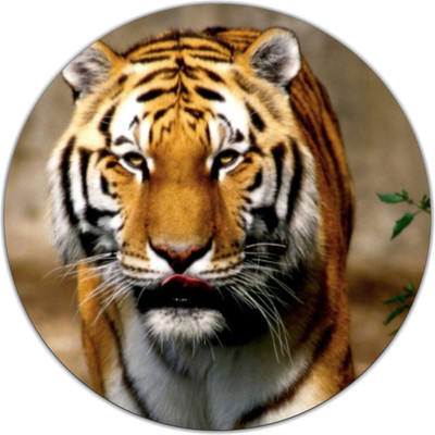 

PUSHP (INDIA) RMP376 Mousepad(Multicolor)