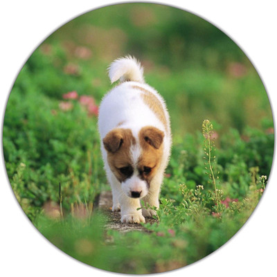 

PUSHP (INDIA) RMP46 Mousepad(Multicolor)