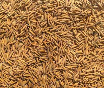 Green World PUSA BASMATI - 1509 VARIETY 12 KG SEEDS Seed(12 per packet)