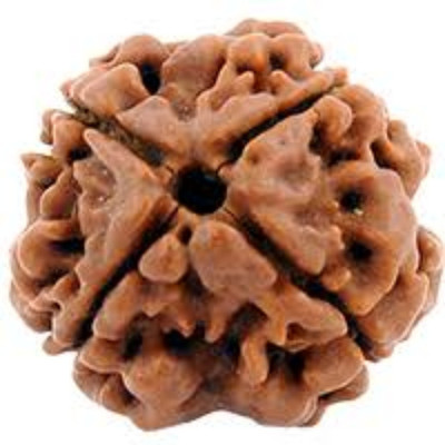 FeelTouchMart 4 Mukhi Rudraksha Natural Nepal Rudraksha Beads Wood