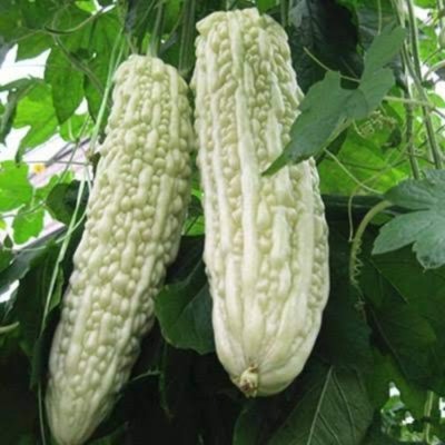 SHOP 360 GARDEN Bitter Gourd White seeds (Pack of 15 Seeds) Seed(15 per packet)