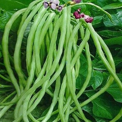 SHOP 360 GARDEN Cow Pea Long Beans Seeds (Pack of 100 seeds) Seed(100 per packet)