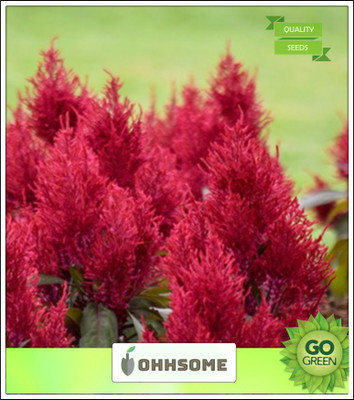 OhhSome Cockscomb Flowering Seeds Pack Seed(20 per packet)