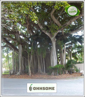 OhhSome Tree Seeds Banyan Tree Big Tree Seeds Kitchen Garden Seeds Pack Seed(10 per packet)