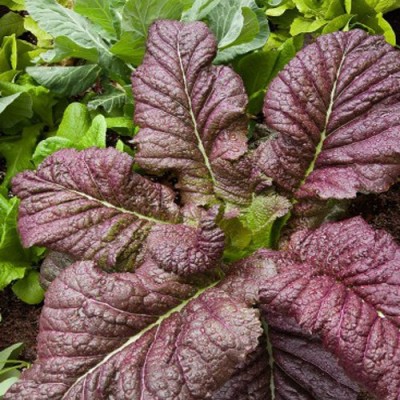 Airex RED GIANT MUSTARD ASIASALAT SEED (PACK OF 30 SEED X 1 PER PKTS) 1 PACKET OF RED GIANT MUSTARD ASIASALAT Seed(30 per packet)