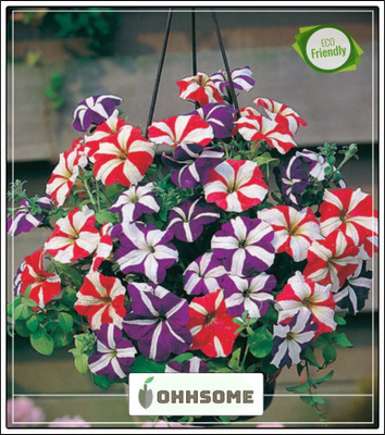 OhhSome Star Mixed Fix Trailing Petunia Premium Seeds Garden Plant Seeds Seed(20 per packet)