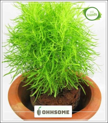 OhhSome Plant Kochia Bassia Scoparia Shrubby Annual Seed(20 per packet)