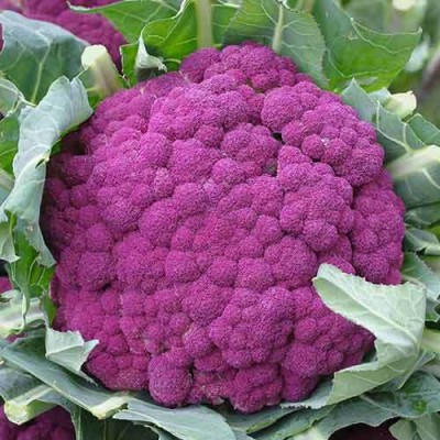 Antier VIOLETTTO CAULIFLOWER DI SICILIA SEED (PACK OF 30 SEED X 1 PER PKTS) 1 PACKET OF VIOLETTTO CAULIFLOWER DI SICILIA Seed(30 per packet)