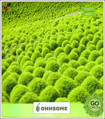 OhhSome Bright red foliage in autumn Kochia Seeds Seed(20 per packet)