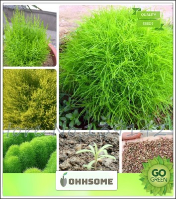 OhhSome Low maintenance Plant Kochia Seed(20 per packet)