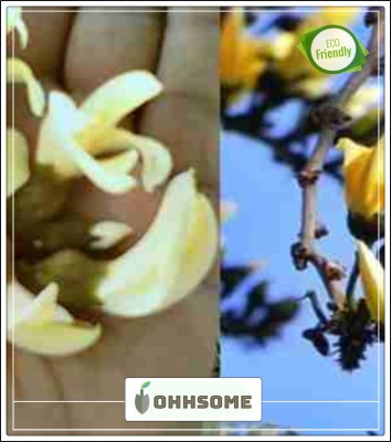 OhhSome Parrot Tree Butea Monosperma Palash Yellow Tree Rare Tree Seeds Kitchen Garden Seeds Pack Seed(10 per packet)