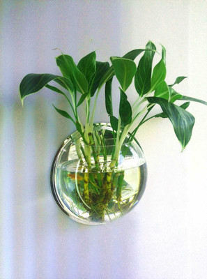 

SRI Green Background Acrylic Wall Aquarium with Stone and Fish Net for Fish and Plant Round Ends Aquarium Tank(4 L)