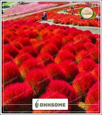 OhhSome Less care Alfalfa Grass Seeds Seed(20 per packet)