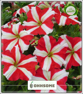 OhhSome Petunia Mix Star Mixed Flower Imported Seed Packet Garden Plant Seeds Seed(20 per packet)