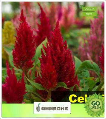 OhhSome Low Maintenance Seeds Celosia for Kids Garden- Less care Seed(20 per packet)