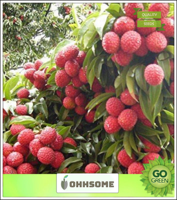 OhhSome Fruit Seeds Heirloom Sweet Lychee Seeds Pack Seed(5 per packet)