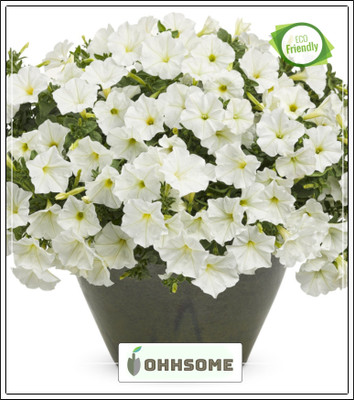 OhhSome White Fix Trailing Petunia Branded Garden Plant Seeds Seed(20 per packet)