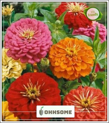 OhhSome Zinnia Dahlia Flowered Mixed Hanging Flower Seeds Flower Plant Seeds Home Garden Garden [Home Garden Seeds Eco Packet] Plant Seeds Seed(20 per packet)