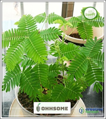 OhhSome Kids amazing Nelesa Gardening Touch Sensitive Plant Laajboti - Seeds Rare Plant Seed(20 per packet)